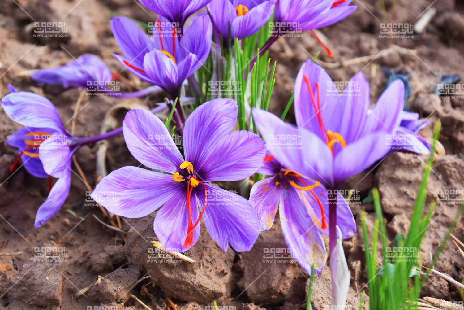 Pushal OR Bunch Saffron? Get to know the best saffron