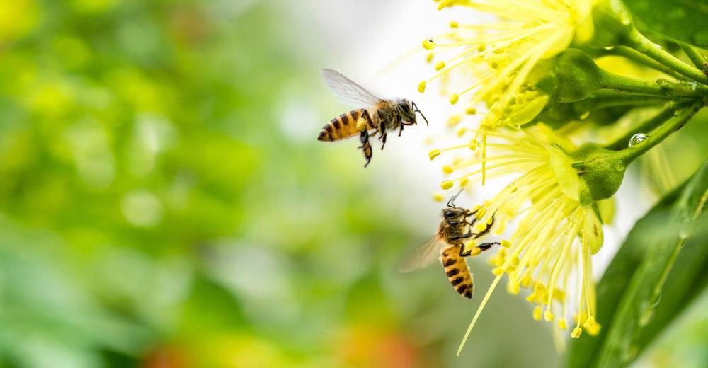 What is Bees food? Does it affect the quality of honey?