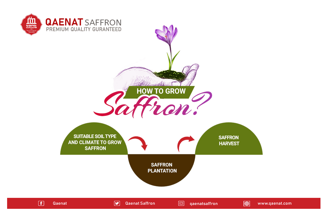 How to grow saffron?