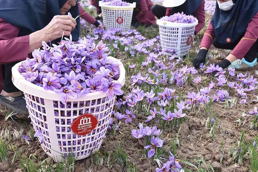The reason for the significant increase in saffron price?